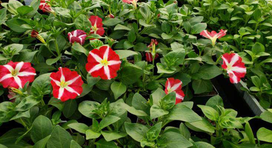 HF_Greenhouse2.jpg