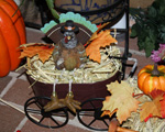 Thanksgiving hay bale arrangement